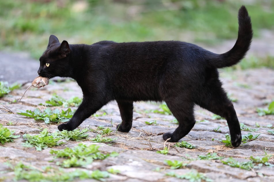 Katzen wurden im Mittelalter als Bauopfer eingemauert, damit sie böse Geister und Dämonen fressen.