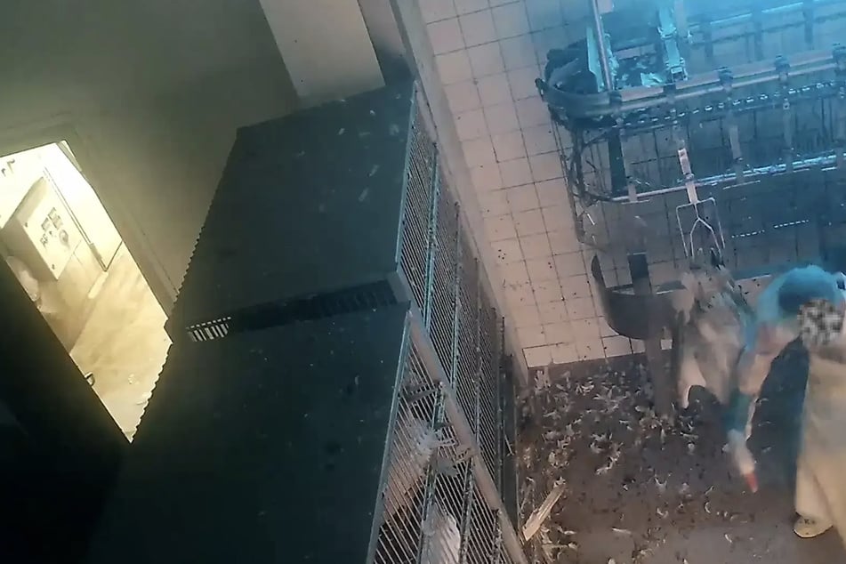 Mitarbeiter sollen Enten und Gänse geschlagen und gewürgt haben.