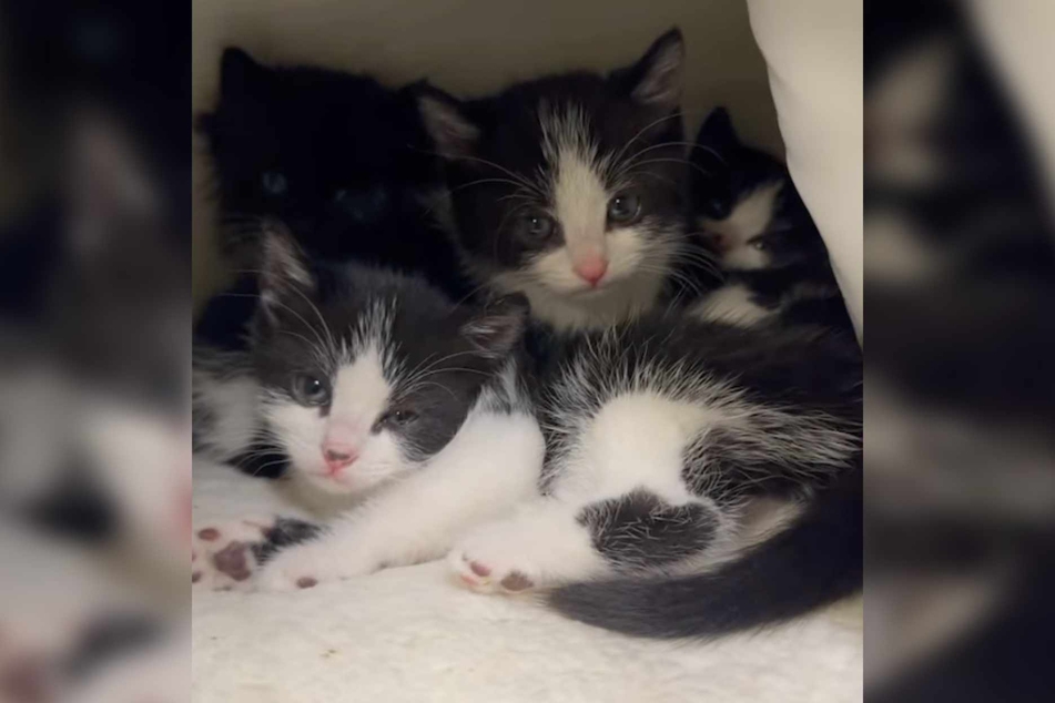 After a few hours of love and care, the frightened kittens became four happy babies!