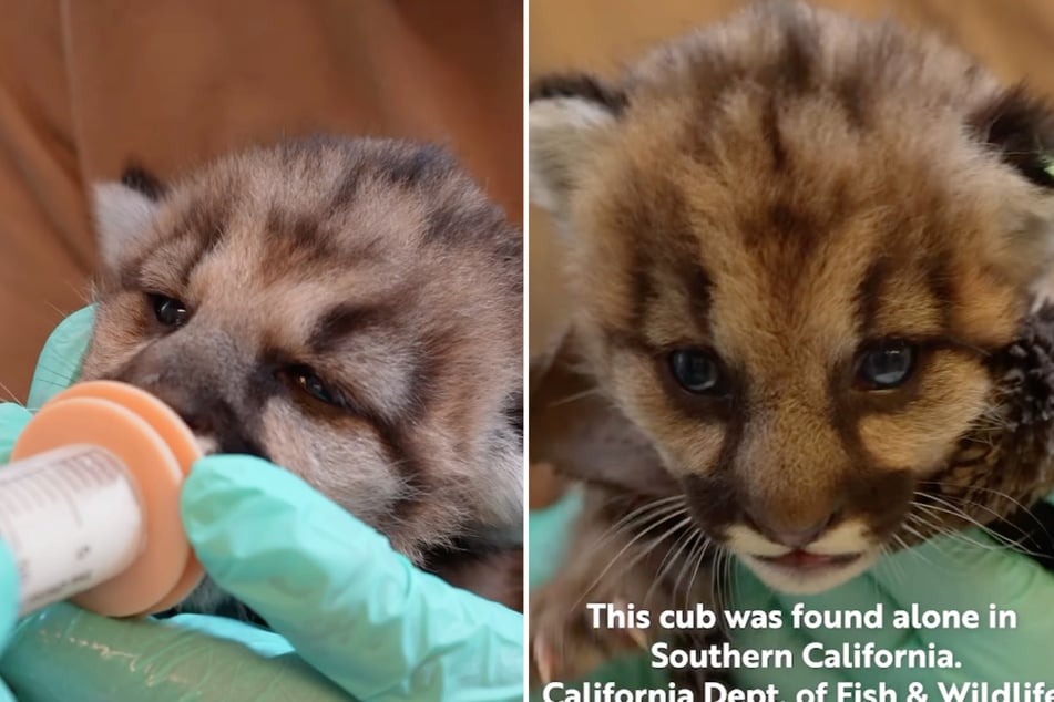 One of the mountain lions was so young that he had to be bottle fed by rescuers.