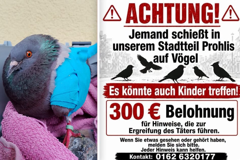 Frida (l.) wurde in Prohlis angeschossen. Die Stadttauben-Initiative hat eine Belohnung in Höhe von 300 Euro für Hinweise ausgesetzt, die zur Ergreifung des Täters führen.
