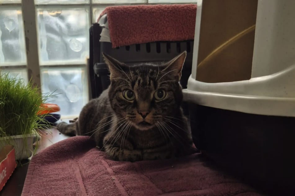 Kater Orchi braucht Zeit um vertrauen zu gewinnen.