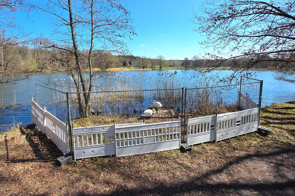 Ein Bauzaun um das Nest: Was sich Tierschützer in Dresden vergeblich wünschen, ist am Horkaer Teich in Bischofswerda möglich.
