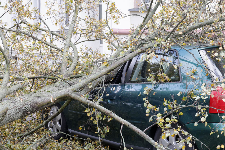 Der Baum begrub den Audi unter sich.