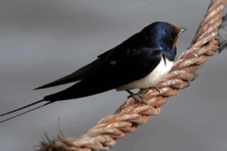 Diese kleinen Rauchschwalben stehen auf der roten Liste der bedrohten Tierarten.