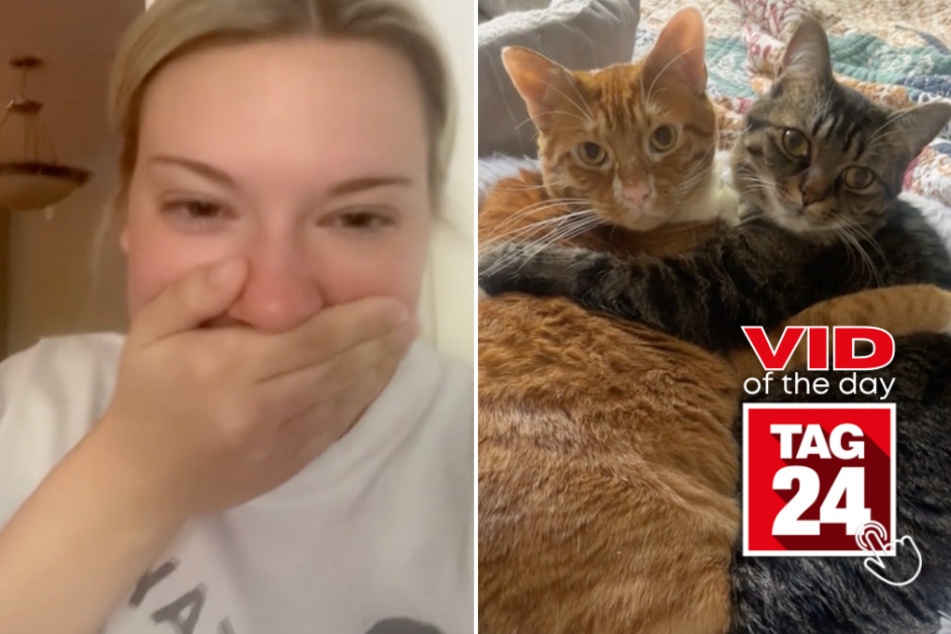 viral videos: Viral Video of the Day for June 4, 2024: Cat mama catches cutest moment of epic cuddles!