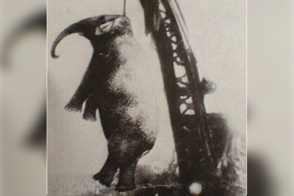 Heute vor 110 Jahren: Warum musste ein Elefant am Galgen sterben?