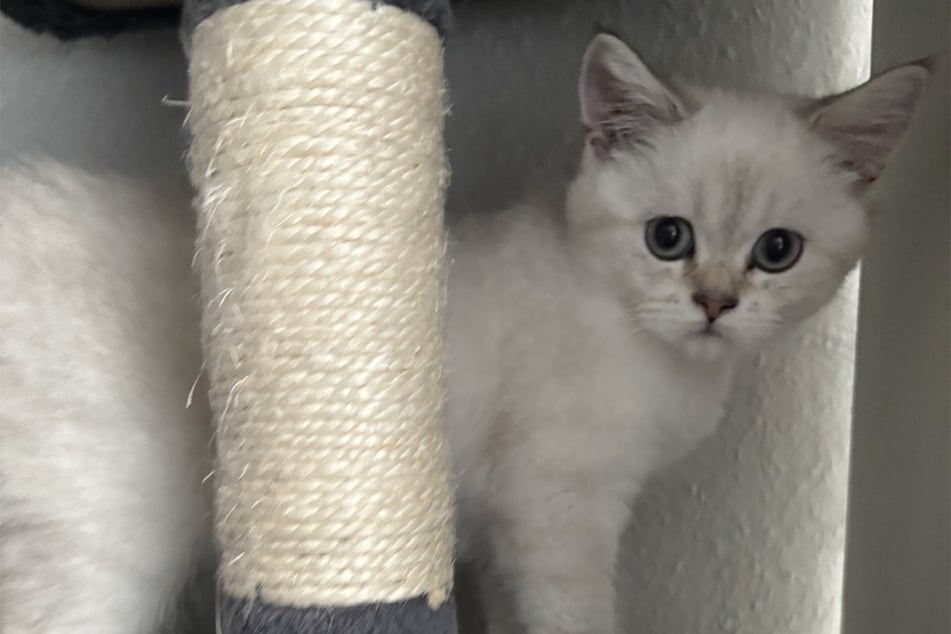 Die Katzen sollen illegal zu gewerblichen Zwecken gezüchtet und über ein Internetportal zum Verkauf angeboten worden sein.