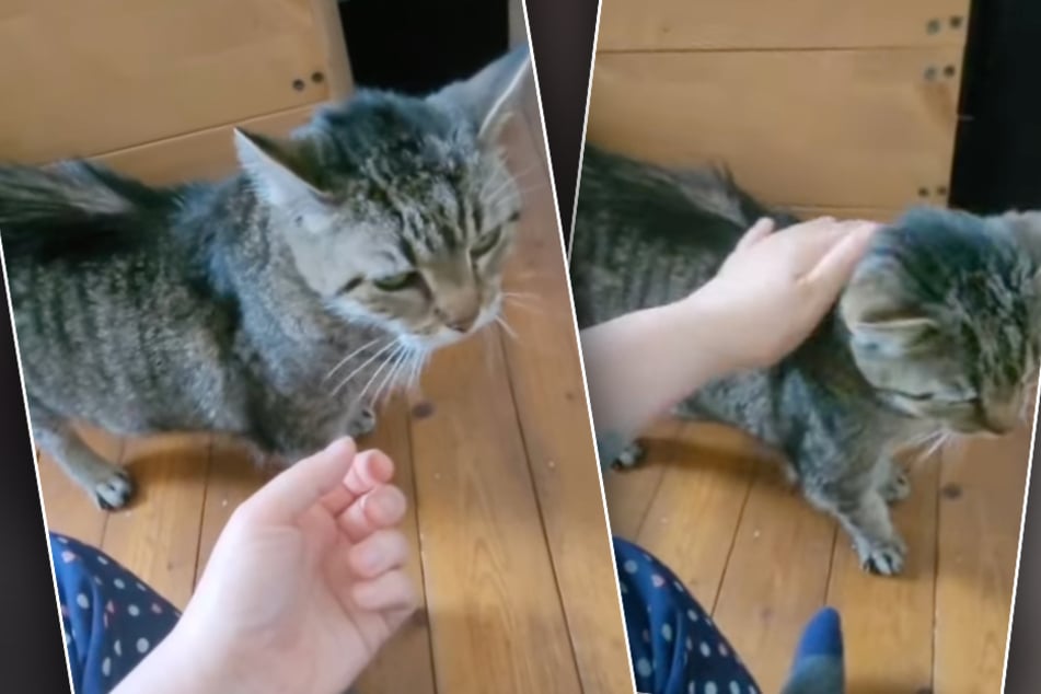 Bonnie hat inzwischen ein liebevolles Zuhause gefunden, in dem die betagte Katze nach Strich und Faden verwöhnt wird.