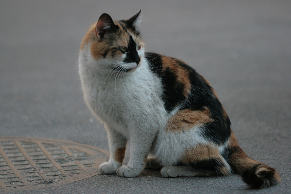 Tricolor cats feature three distinct colors, often in patterns that resemble spots.