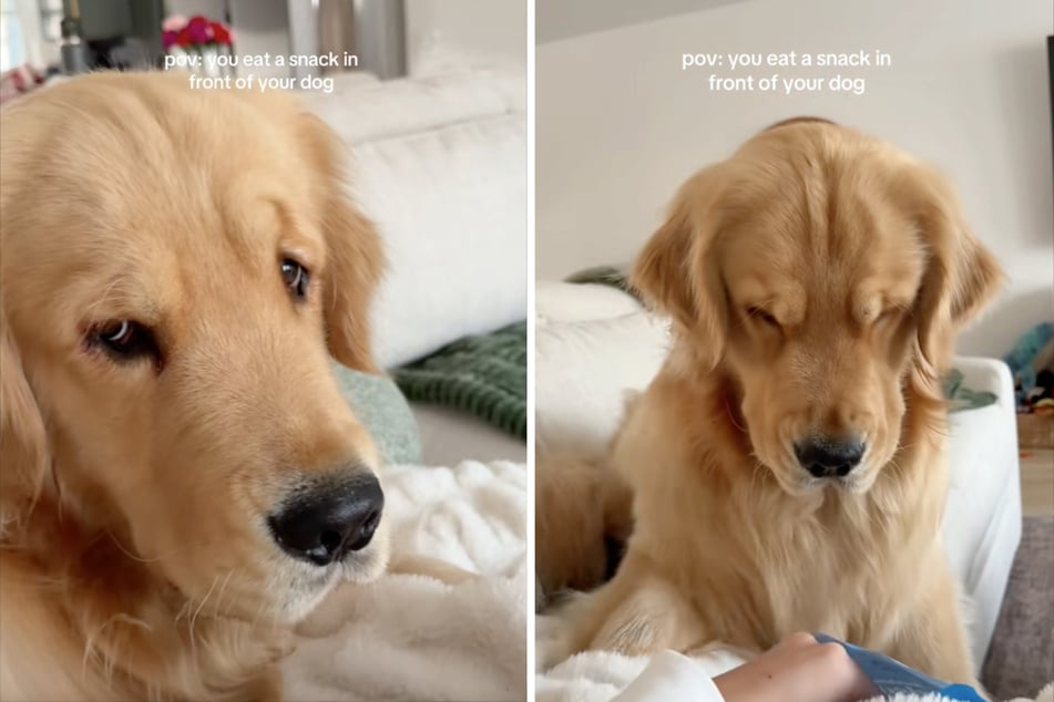 Den enttäuschten Blick hat Golden Retriever Reef perfektioniert.