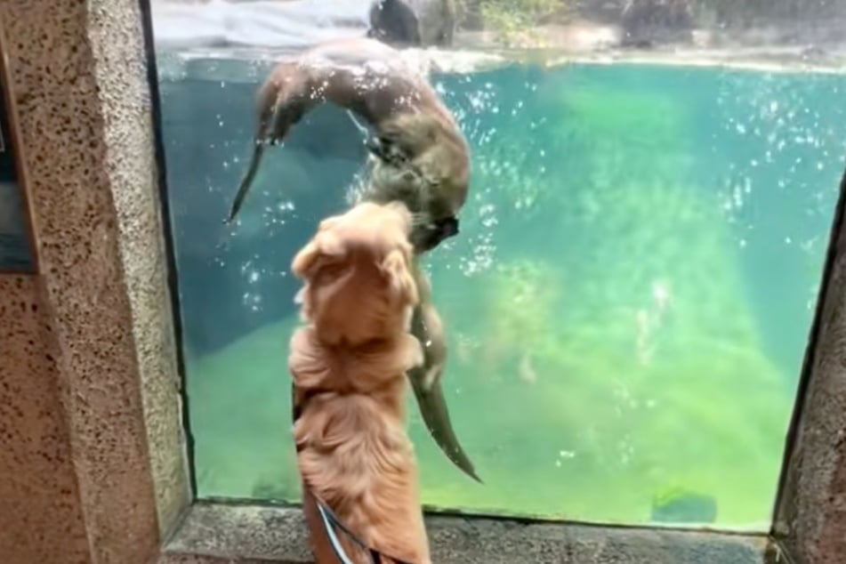 Mollie se mantiene atenta e interactúa dulcemente con las dos nutrias.