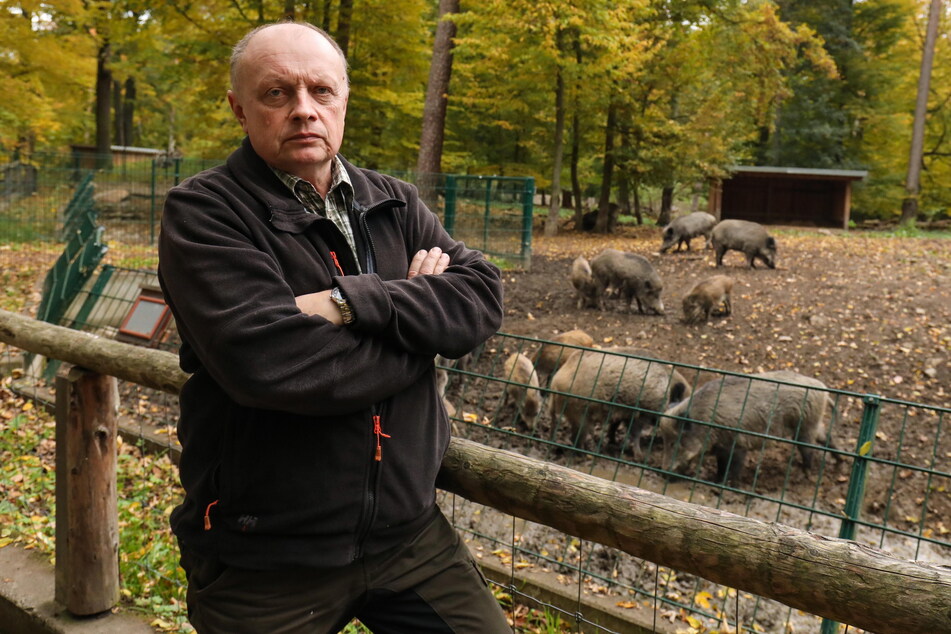 Kommt keine Ausnahmegenehmigung, muss Wildgehege-Leiter Ronald Ennersch (54) alle Wildschweine erschießen lassen.