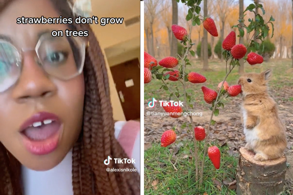 TikToker Alexis Nikole (l.) was one of many who pointed out that strawberries don't grow on trees.