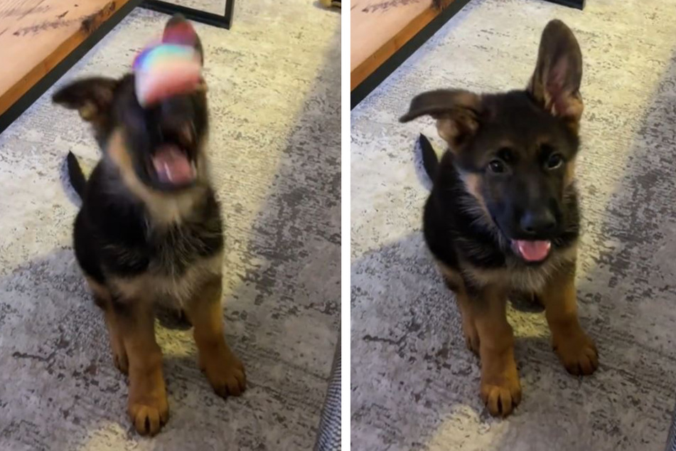 German shepherd puppy's viral fail has the internet crying with laughter
