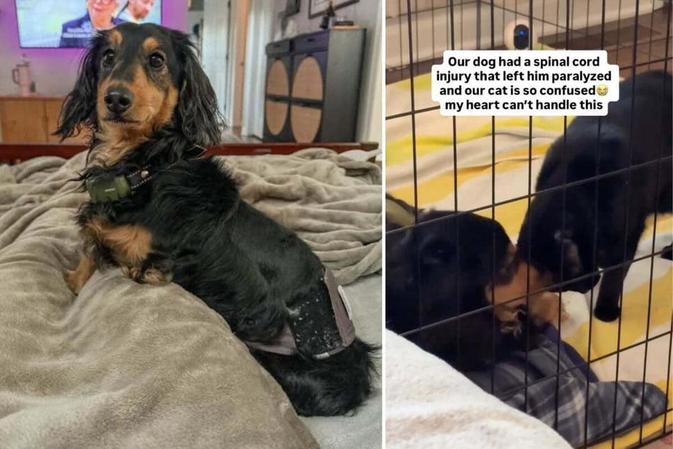 Since the little dog's hind legs have been paralyzed, Greta the cat has been unable to run around with him.