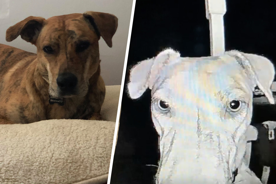 Dog goes missing in South Carolina – then the owner hears the doorbell ring in the middle of the night