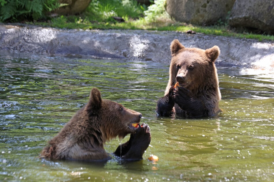 Die Braunbärgeschwister Felix Kanai und Asta Petra ziehen aus dem Tierpark Hexentanzplatz aus.