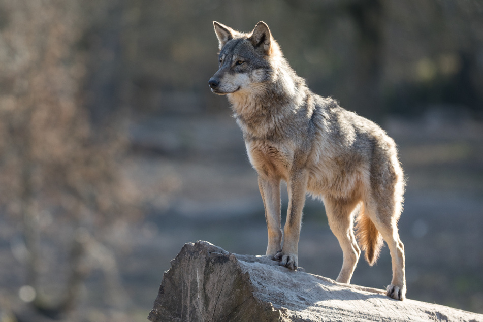 Wölfe sind in Tirol keine Seltenheit mehr: Bereits 19 verschiedene Tiere konnten nachgewiesen werden. (Symbolbild)