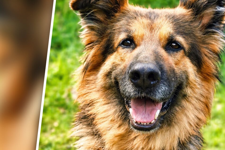 Keine einzige Anfrage: Wunderschöne Asta sucht neues Zuhause - aber keiner will sie!