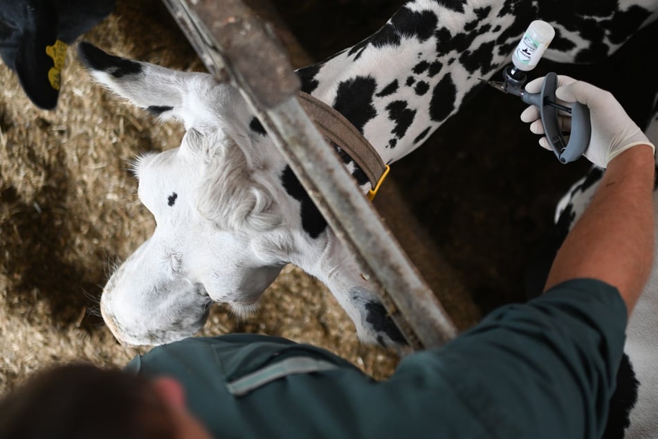 Fast 100 Tierhaltungen im Südwesten von Blauzungenkrankheit betroffen