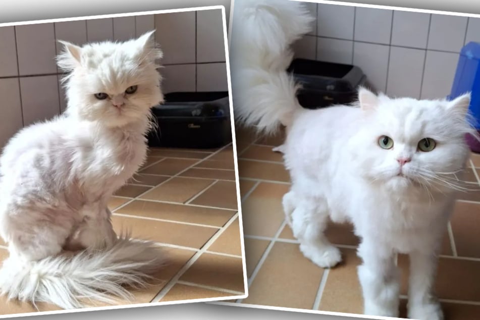 Auch Yeti (r.) und Alaska suchen liebevolle Besitzer, die beide Perserkater aufnehmen.