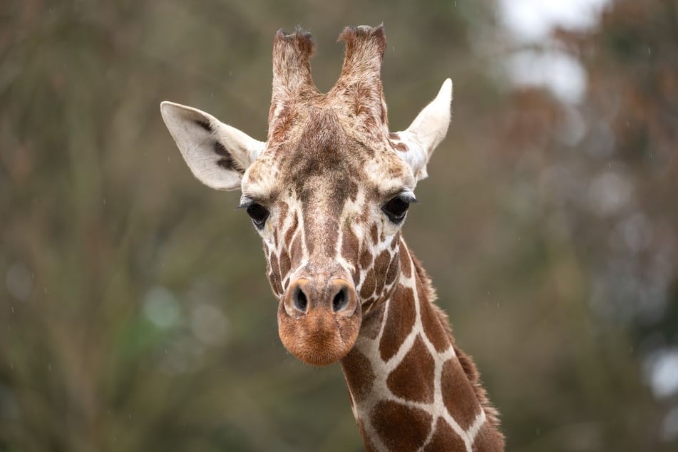 Der Giraffenbulle Tilodi erkrankte schwer.