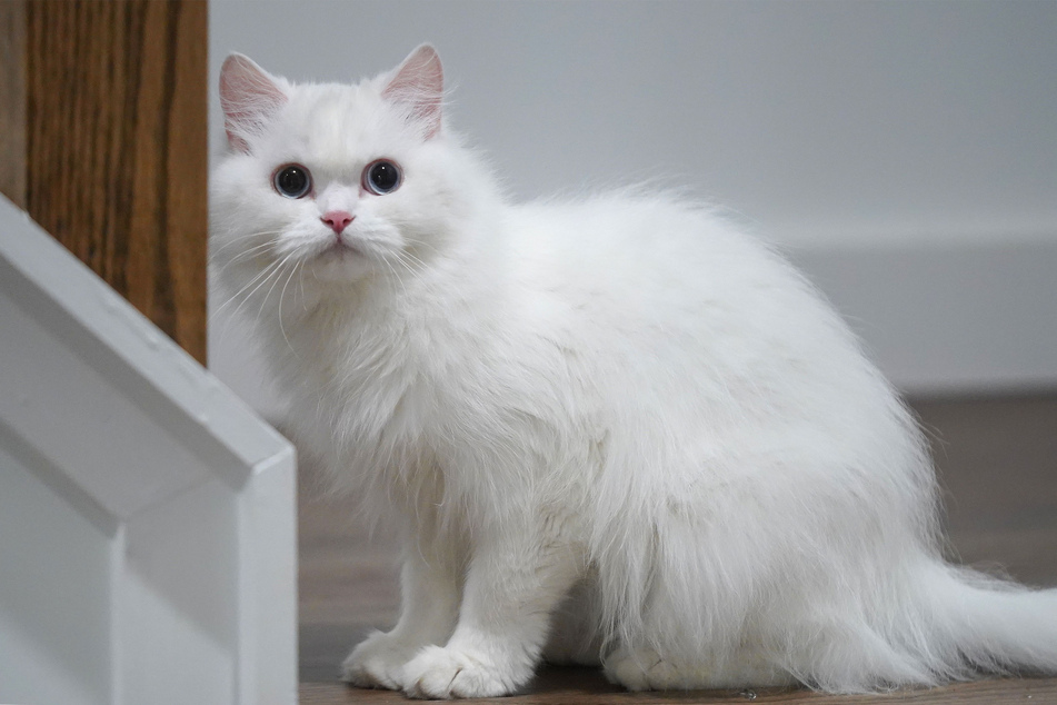 Turkish Angora's are one of the best and brightest white cats out there.