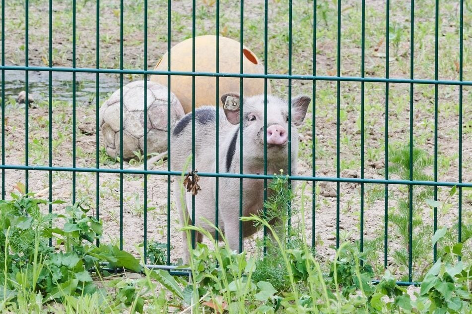Im Frühjahr konnte das Schwein auf einem Hof leben, im Winter verbrachte das Hausschwein jedoch lieber Zeit auf der Couch. (Symbolfoto)