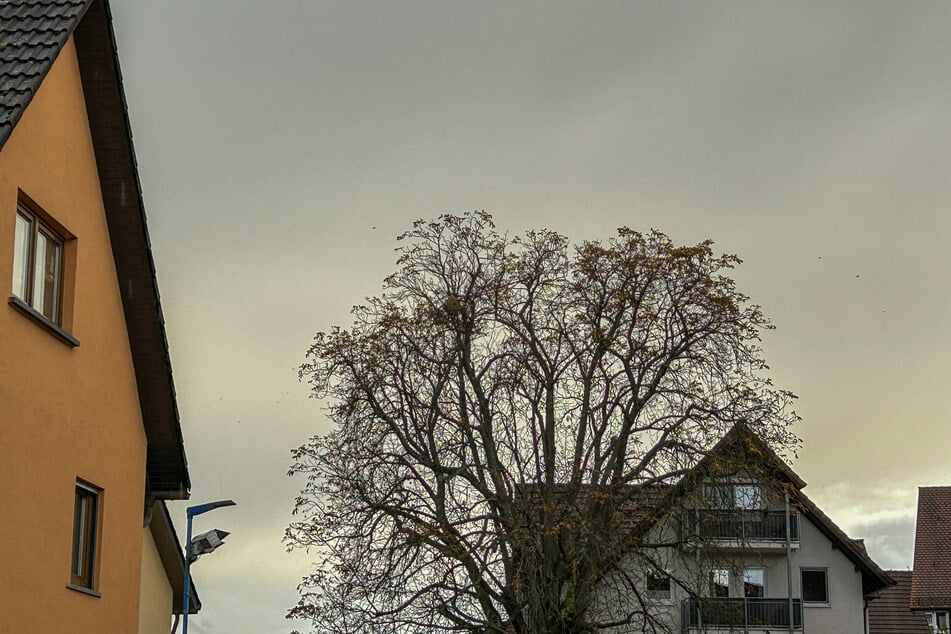 In diesem Baum sollen die Insekten ihr Unwesen getrieben haben.