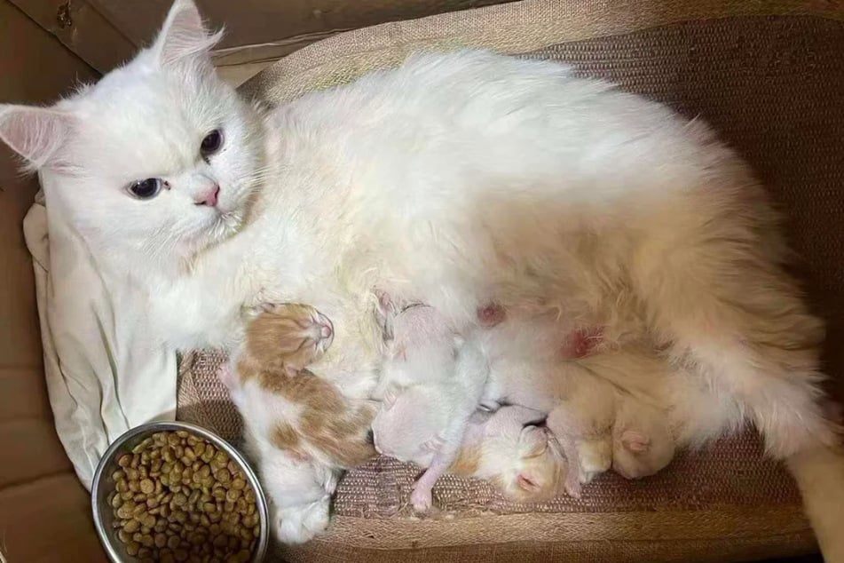 Bílá sametová kočka a její koťátka po náročných dnech potřebují hlavně klid a bezpečí.