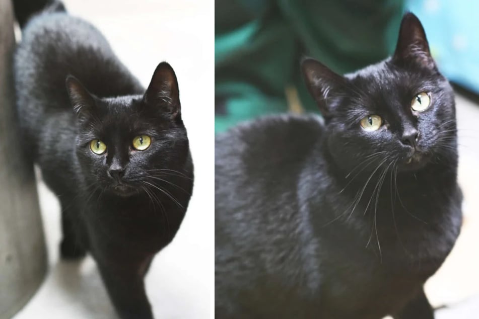 La chatte Misu (6 ans) cherche un nouveau foyer au refuge animalier de Berlin.