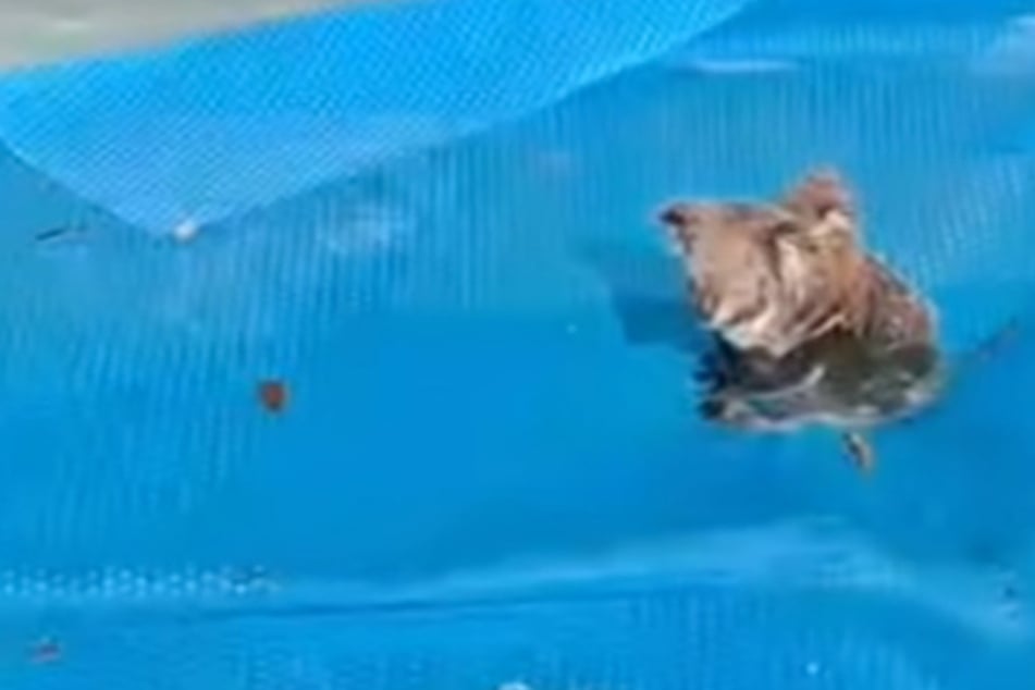 Frau trifft der Schlag, als sie Blick auf ihren Pool wirft