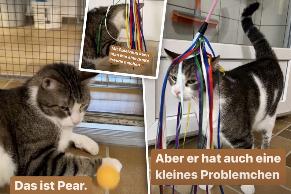 Pear wohnt derzeit im Katzenhaus des Tierheims Köln-Dellbrück.