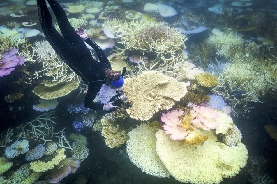 This photo taken on April 5, 2024, shows marine biologist Anne Hoggett inspecting and recording bleached and dead coral around Lizard Island on the Great Barrier Reef, located 167 miles north of the city of Cairns.