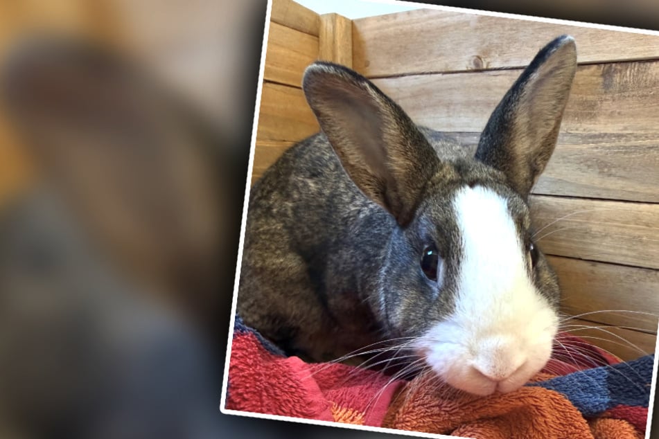 Herzloser geht's kaum: Haustier wie Müll entsorgt, Tierretter stinksauer