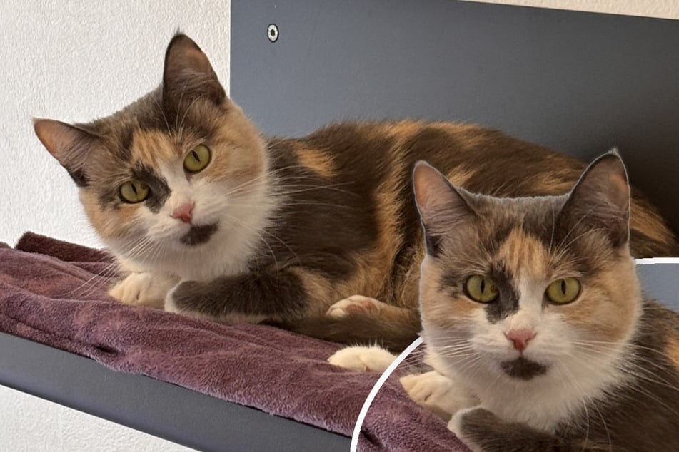Gatitos fuera de la casa: ¿Qué pasará ahora con la gata mamá Perla?
