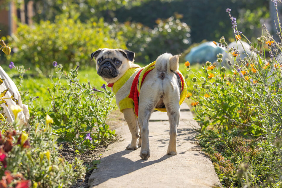 Ticks should be removed from your dog's skin as quickly as possible.