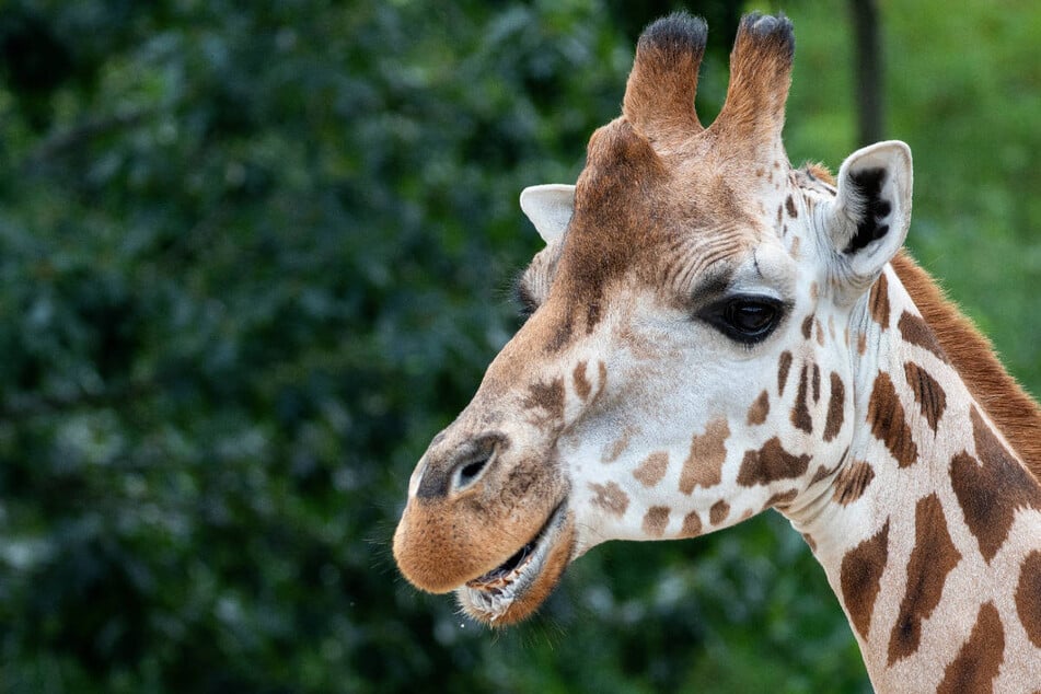 Zoo trauert um "Njaro": Junge Giraffe liegt plötzlich morgens tot im Stall