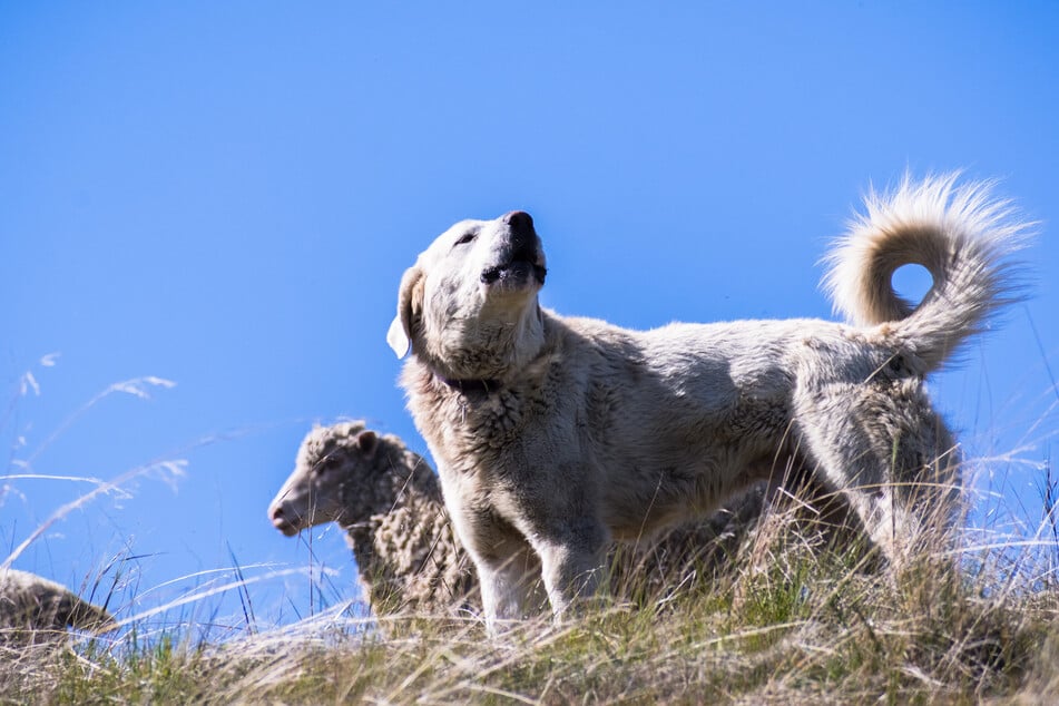 The Akbash is a gorgeous Turkish beauty, and one of the biggest doggos in the world.