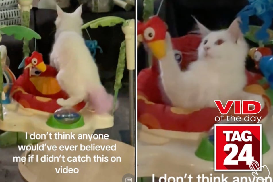 Today's Viral Video of the Day features a cat that couldn't help but jump into a kids toy to play with some stuffed animals!