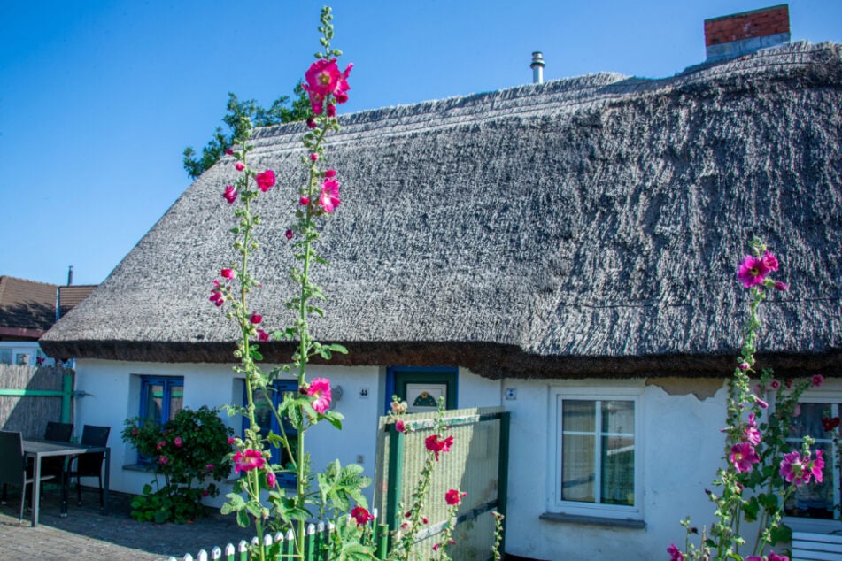 Stockrosen blühen vor einem restgedeckten Ferienhaus am Hafen von Schaprode auf der Inseln Rügen.