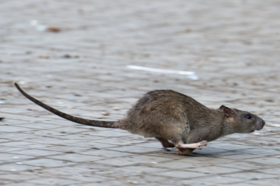 Reutlingen bekämpft derzeit Ratten. (Symbolbild)