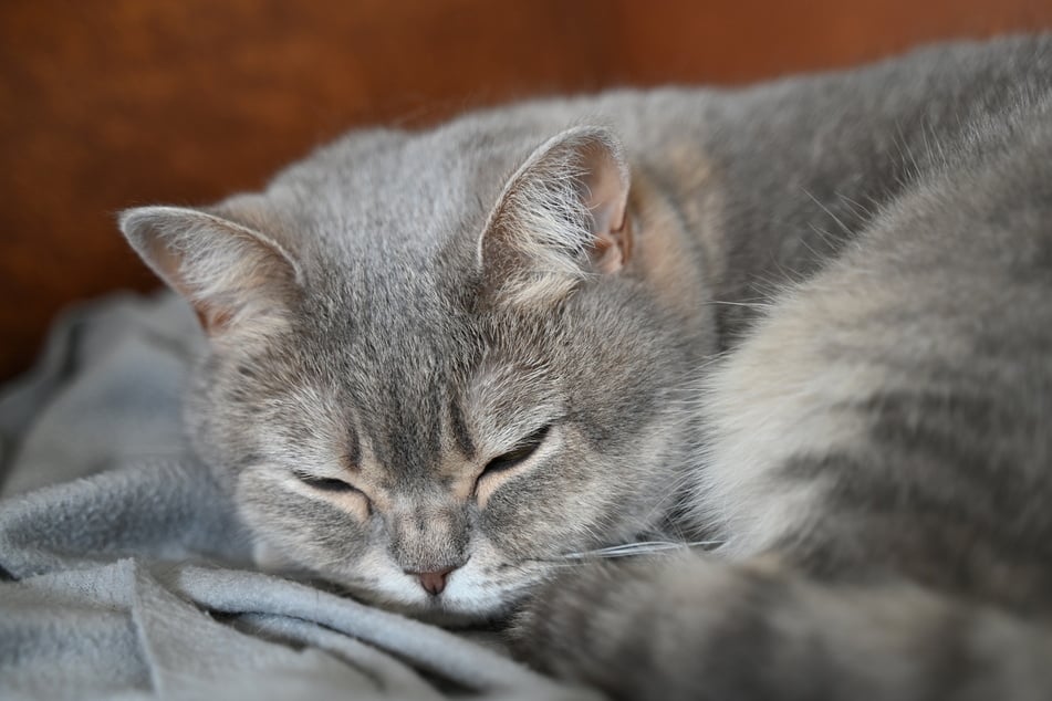 Wer zum Beispiel seinen Hamster oder seine Katze verkauft, braucht keine spezielle Genehmigung. (Symbolfoto)