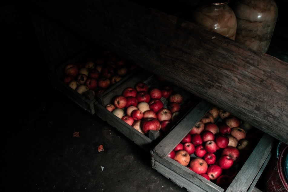 Ein kühler und dunkler Keller mit einer hohen Luftfeuchtigkeit ist der ideale Ort, um Äpfel zu lagern.