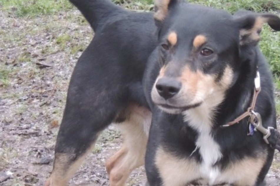 Rocky ist traumatisiert: Wer schenkt der Hundeseele eine neue Chance?