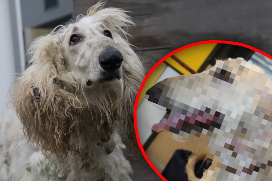 Er hauste zwischen Müll: Hund nach Rettung kaum wiederzuerkennen