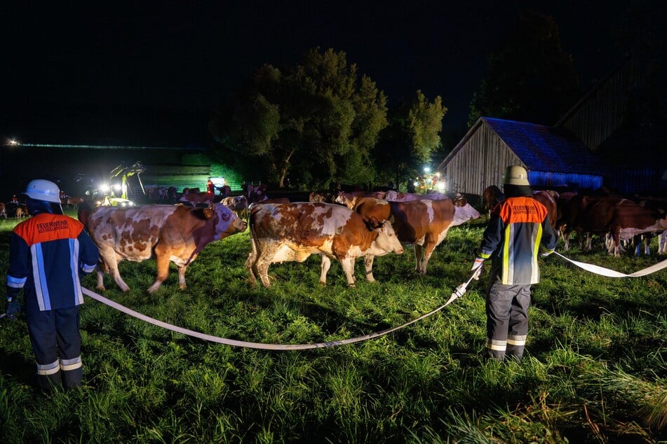 Die Kühe wurden aus dem Stall auf eine Wiese gebracht. Sie sollen vorerst auf anderen Höfen unterkommen.