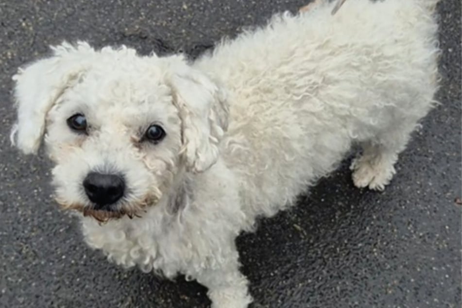 Da der Bichon-Frisé-Rüde so ein unkomplizierter kleiner Kerl ist, würde er auch an Hundeanfänger vermittelt werden.
