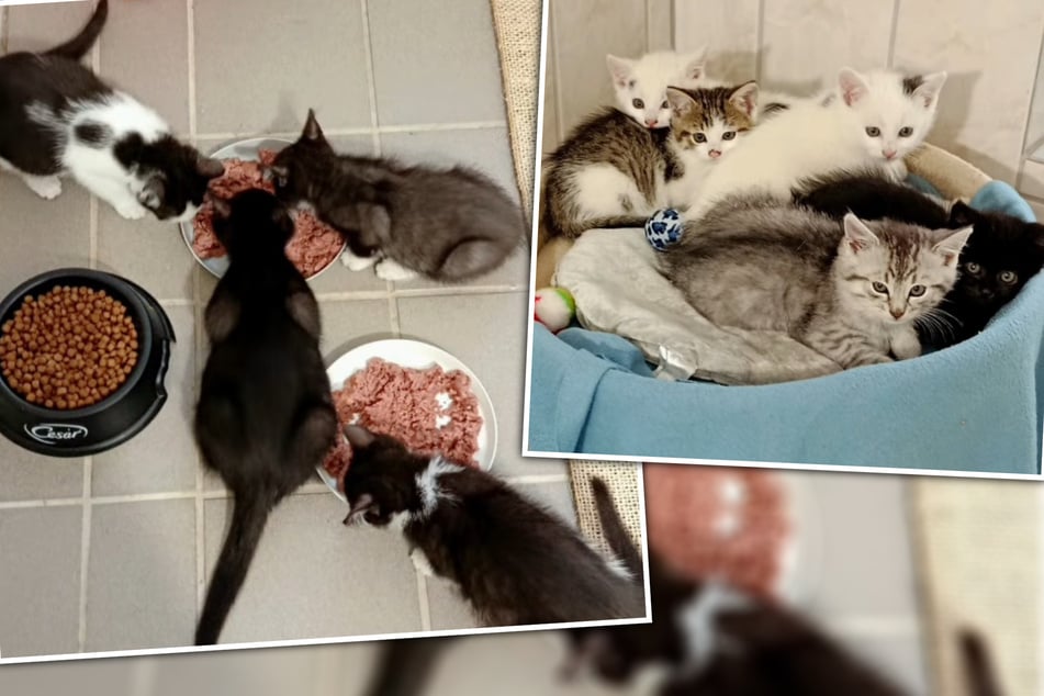 Kitten-Chaos im Tierheim: Gleich elf Katzenbabys sind schon bald umzugsbereit